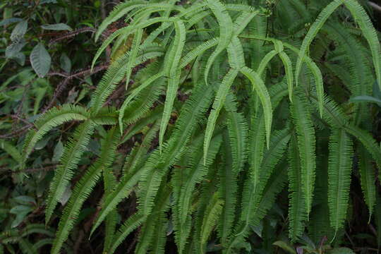 Image of Sticherus truncatus (Willd.) Nakai