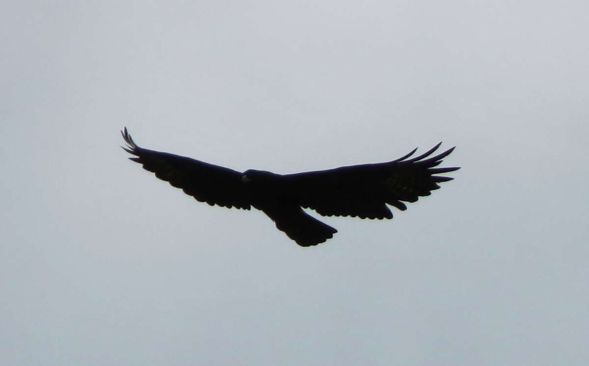 Image of Black Eagle