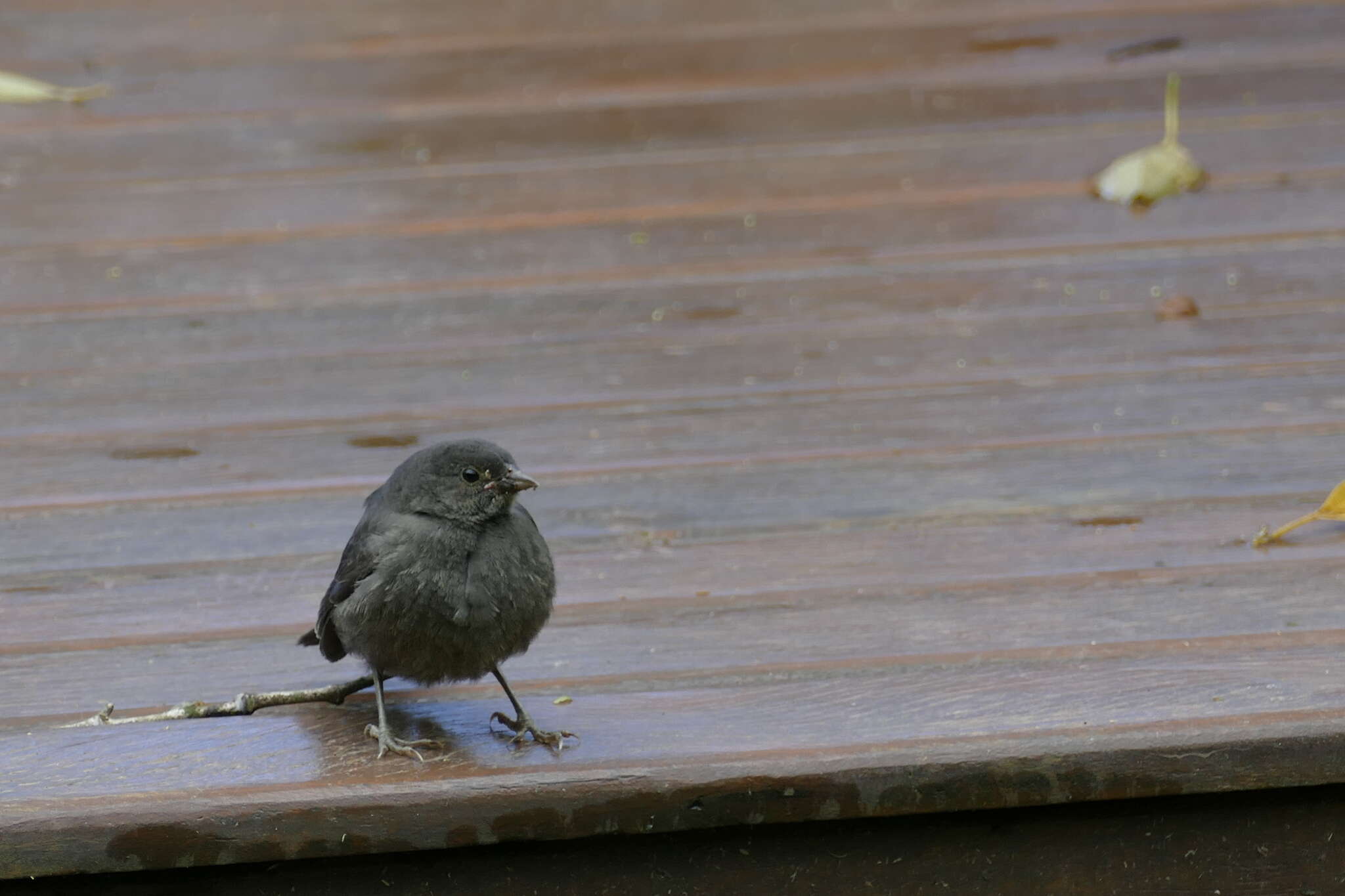 Image of Uniform Finch