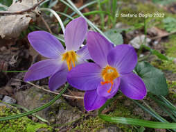 Image of early crocus