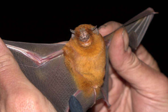 Image of African Trident Bat