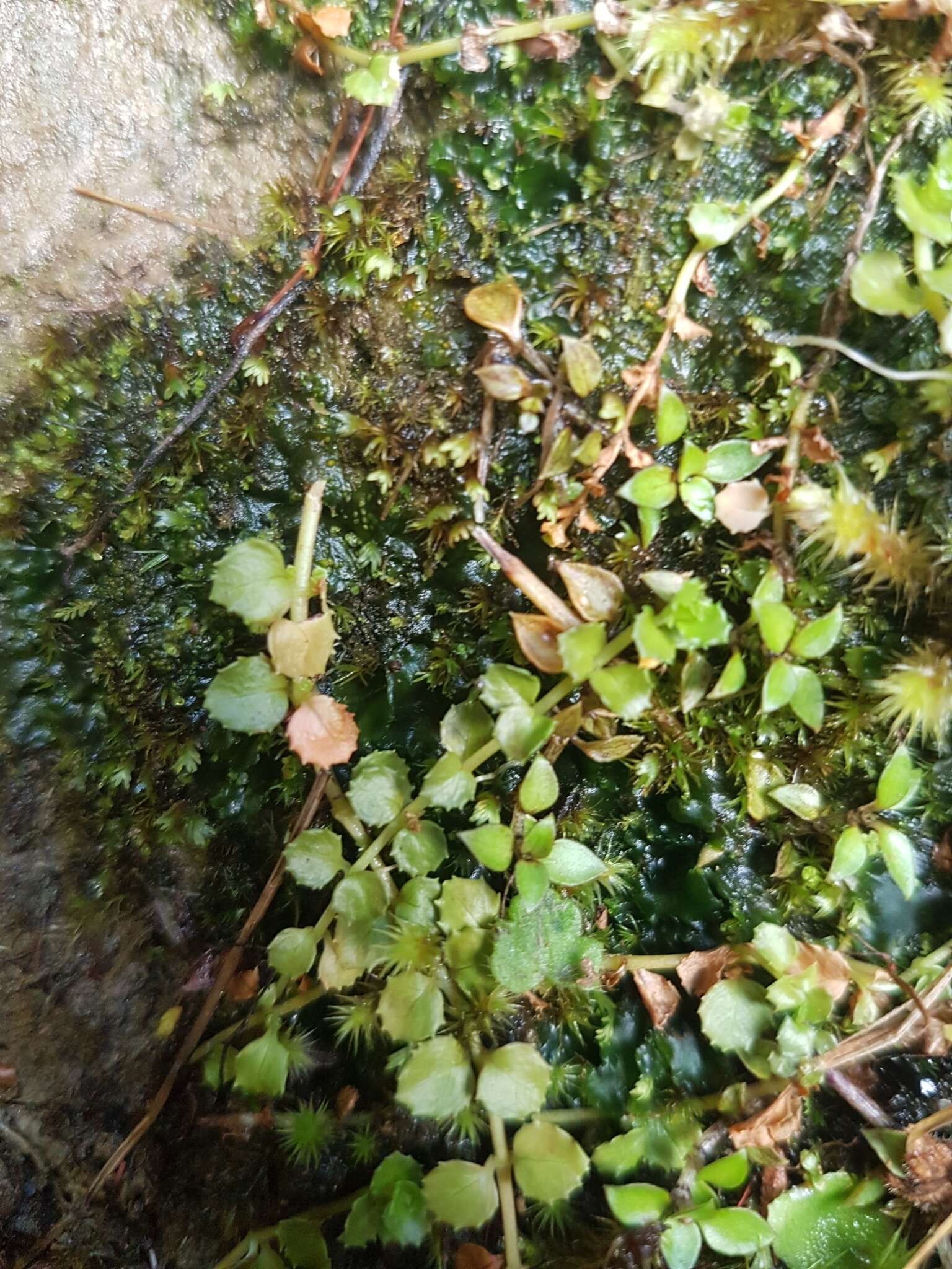 Image of Epilobium pedunculare A. Cunn.