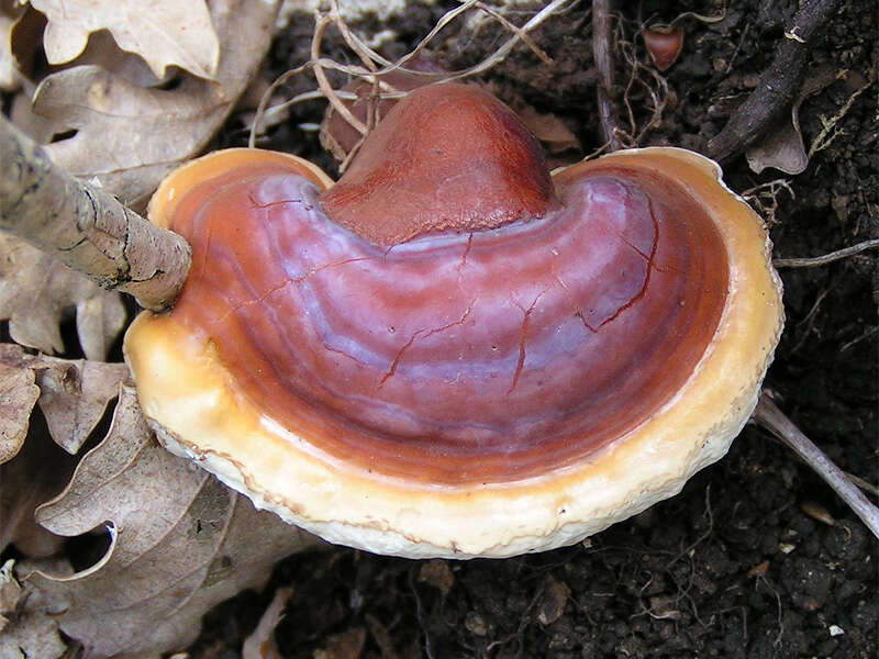 Image of lingzhi mushroom