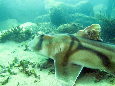 Image of bullhead sharks