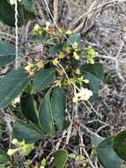 Image of Clerodendrum floribundum R. Br.