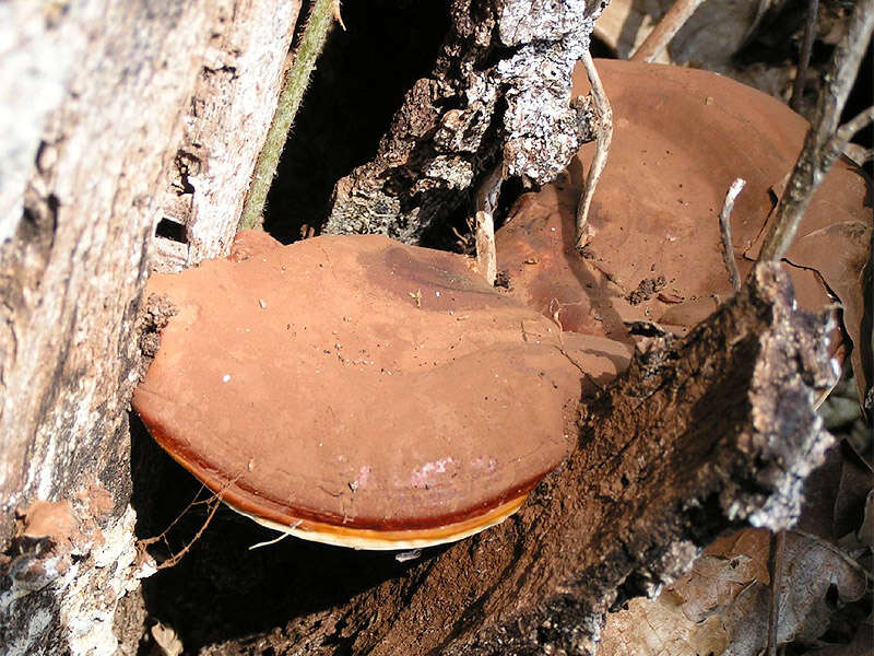 Image of lingzhi mushroom