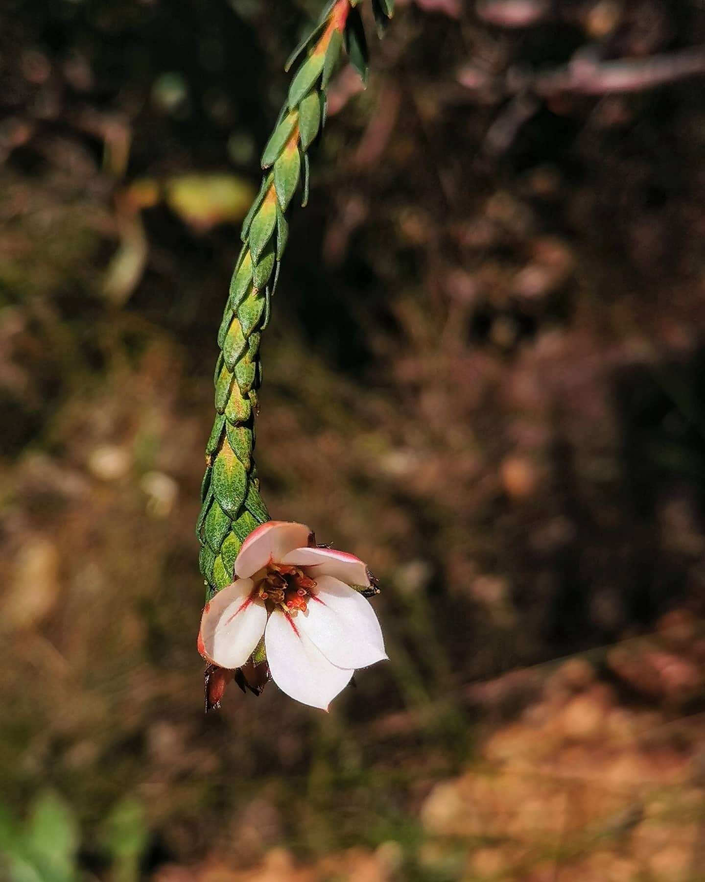 Image of Adenandra villosa subsp. villosa