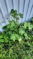 Image of cluster mallow