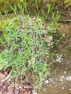 Imagem de Phlox bifida subsp. stellaria (A. Gray) Wherry