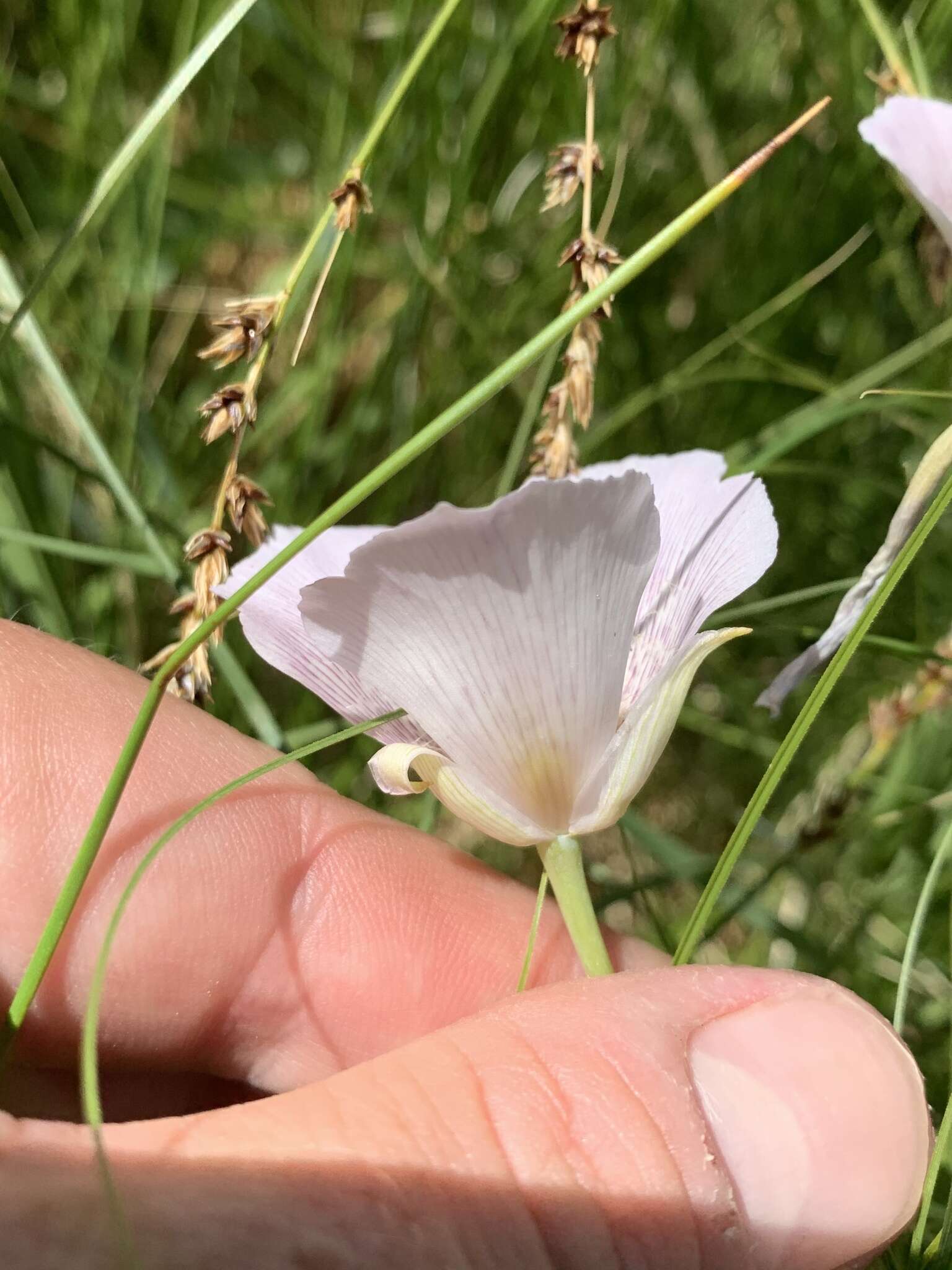 Image of alkali mariposa lily
