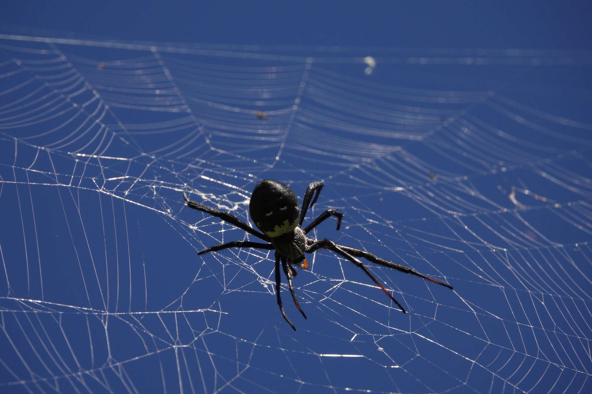 Imagem de Argiope trifasciata kauaiensis Simon 1900