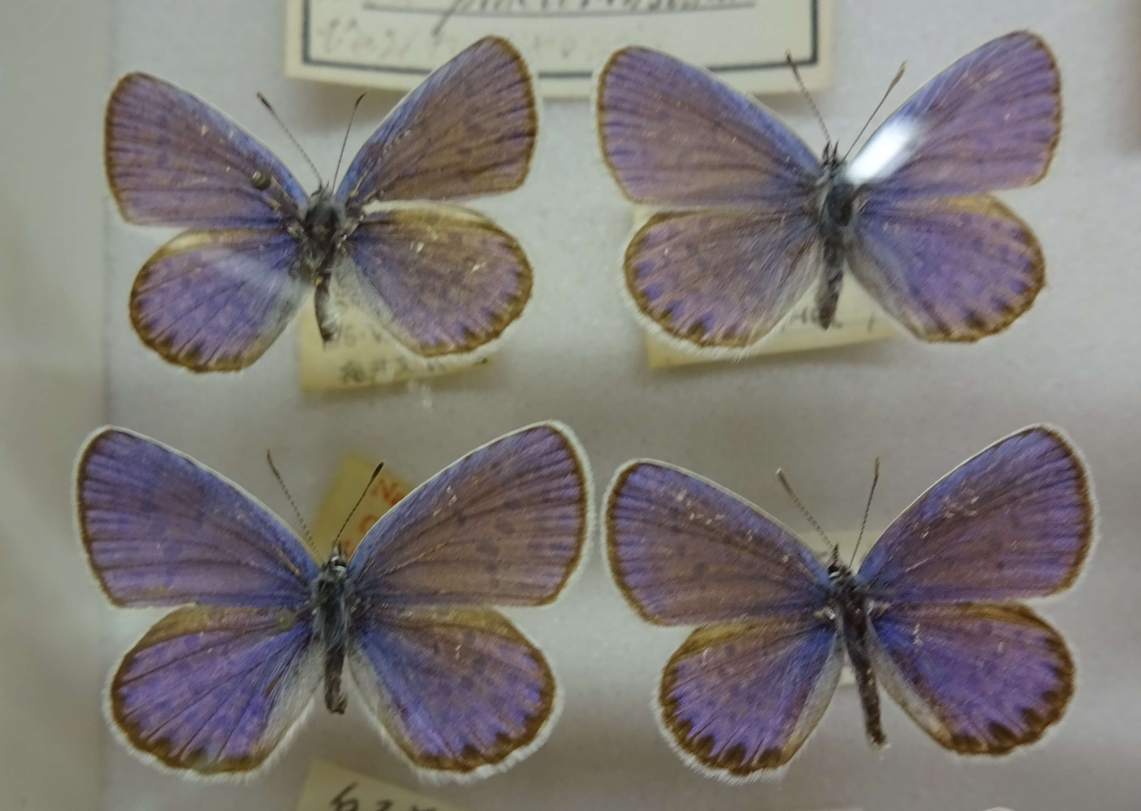 Imagem de Plebejus argyrognomon (Bergsträsser (1779))