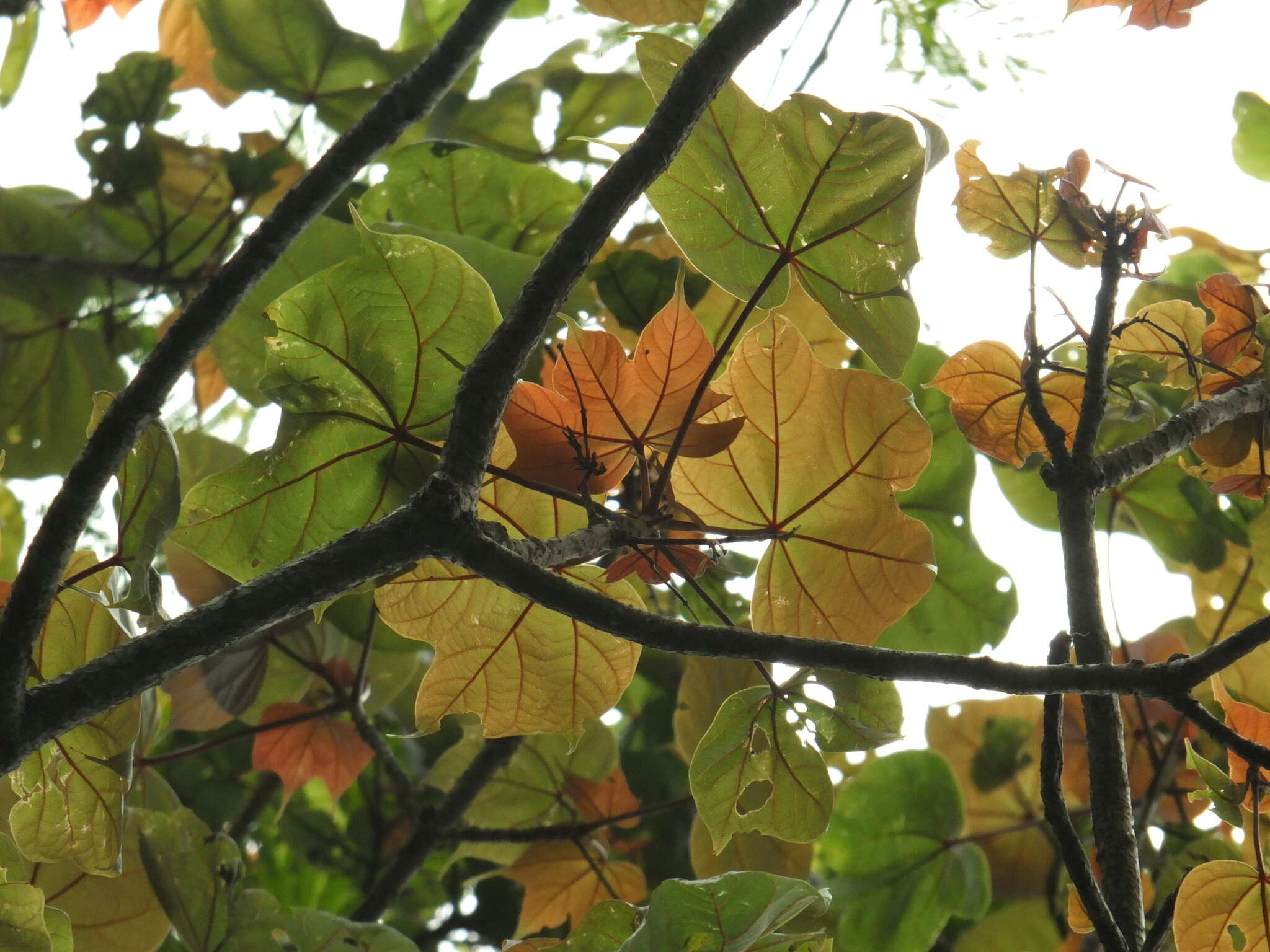 Image of Firmiana colorata (Roxb.) R. Br.