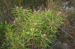 Image of Leucadendron coniferum (Thunb.) Meissn.