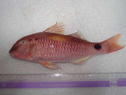 Image of Goatfish