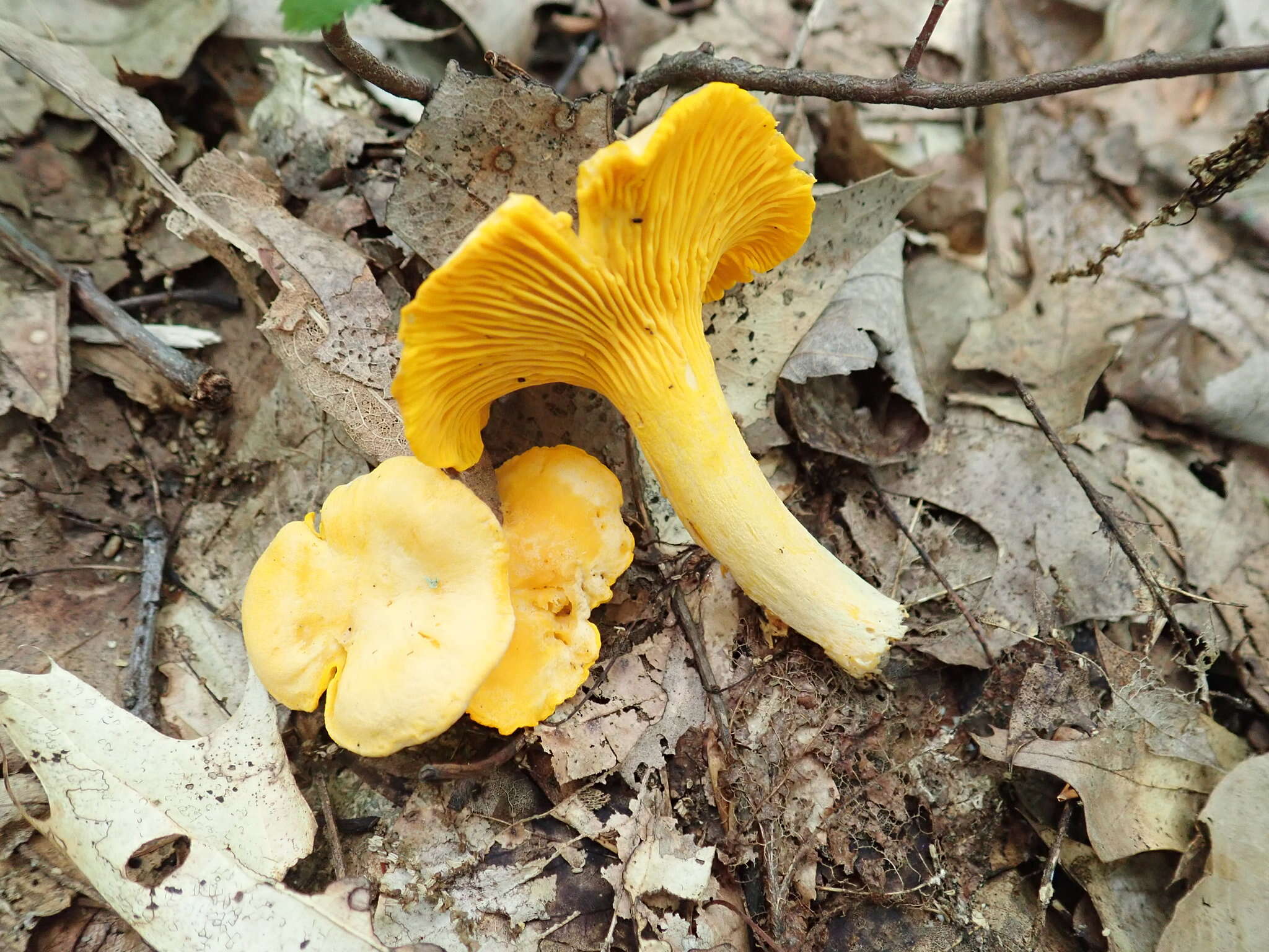 Image de Cantharellus flavus Foltz & T. J. Volk 2013