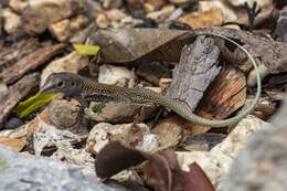 Image of Hispaniolan giant ameiva