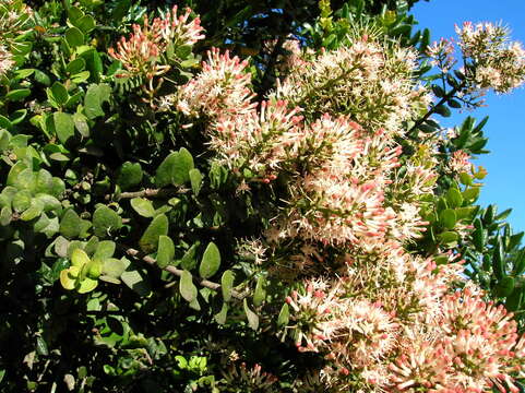 Image de Notanthera heterophyllus G. Don