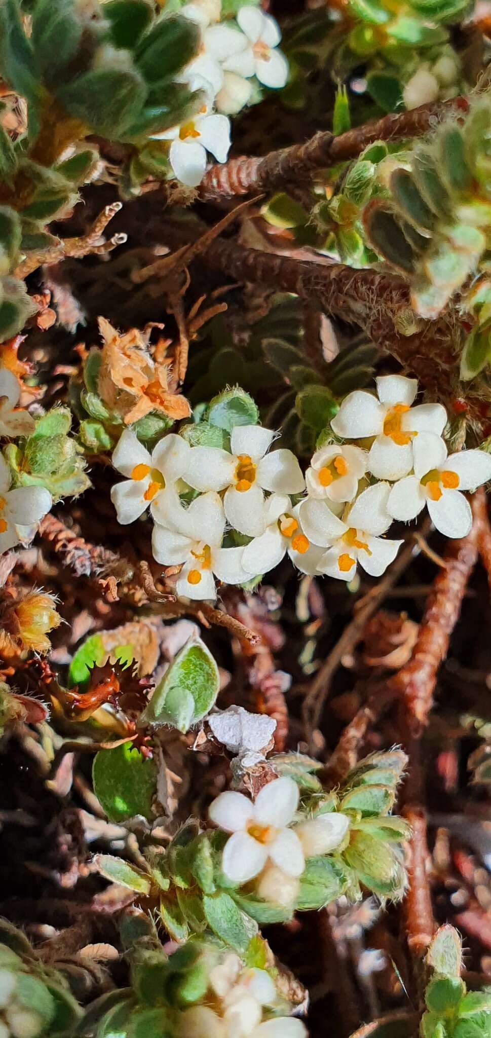 Image of Pimelea mesoa subsp. macra C. J. Burrows