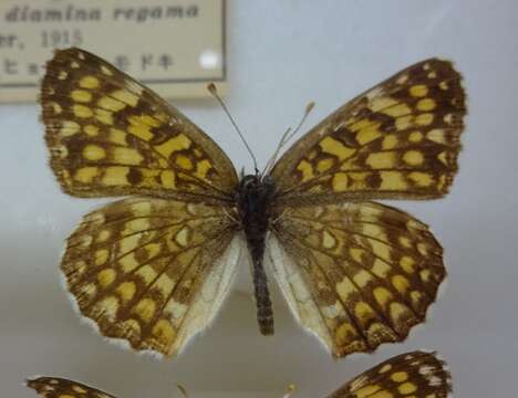 Melitaea diamina Lang 1789 resmi