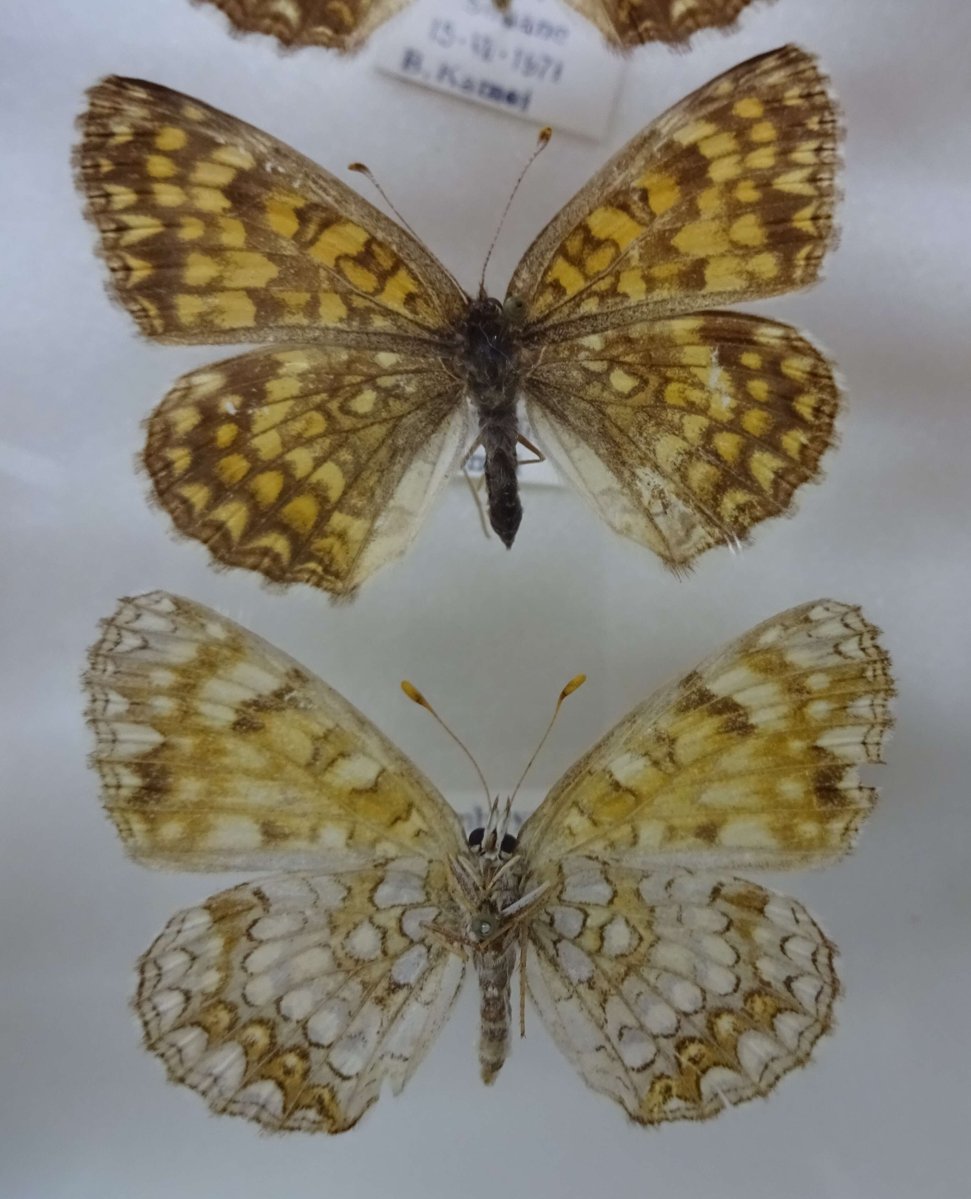 Melitaea diamina Lang 1789 resmi