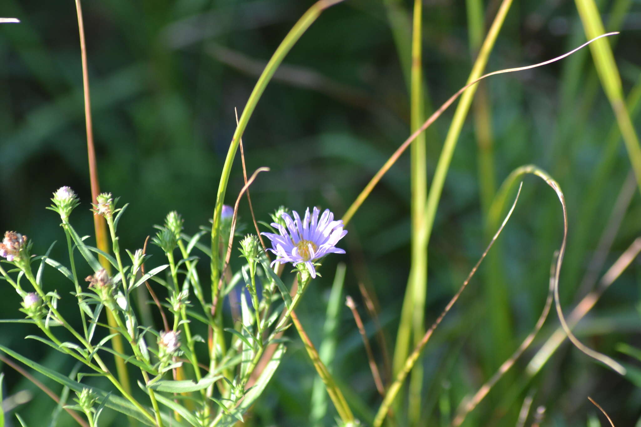 Sivun Symphyotrichum robynsianum (J. Rousseau) L. Brouillet & Labrecque kuva