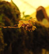 Image of Sirhookera latifolia (Wight) Kuntze