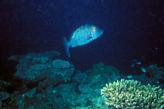 Sivun Lethrinus miniatus (Forster 1801) kuva