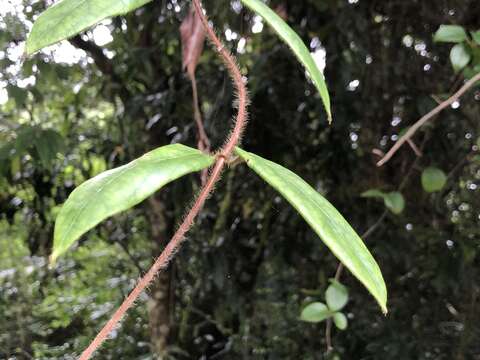 Imagem de Lonicera macrantha (D. Don) Spreng.