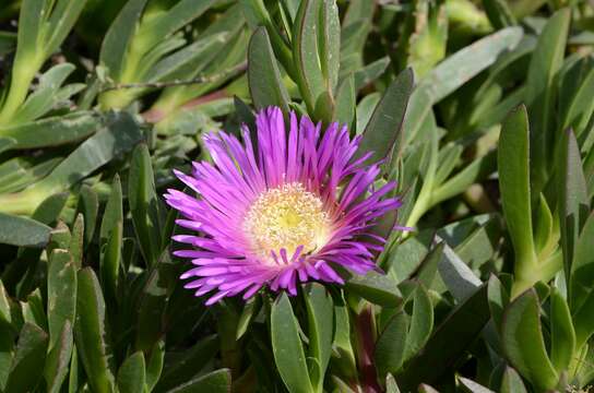 Image of Carpobrotus acinaciformis (L.) L. Bol.