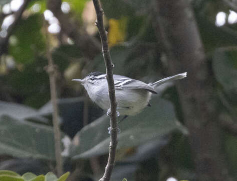 Image of Black-capped Antwren