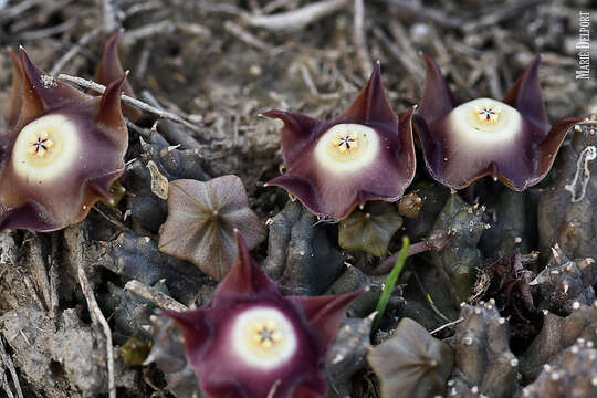 Image of Ceropegia pillansiana (N. E. Br.) Bruyns