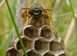 Image of Polistes biglumis (Linnaeus 1758)