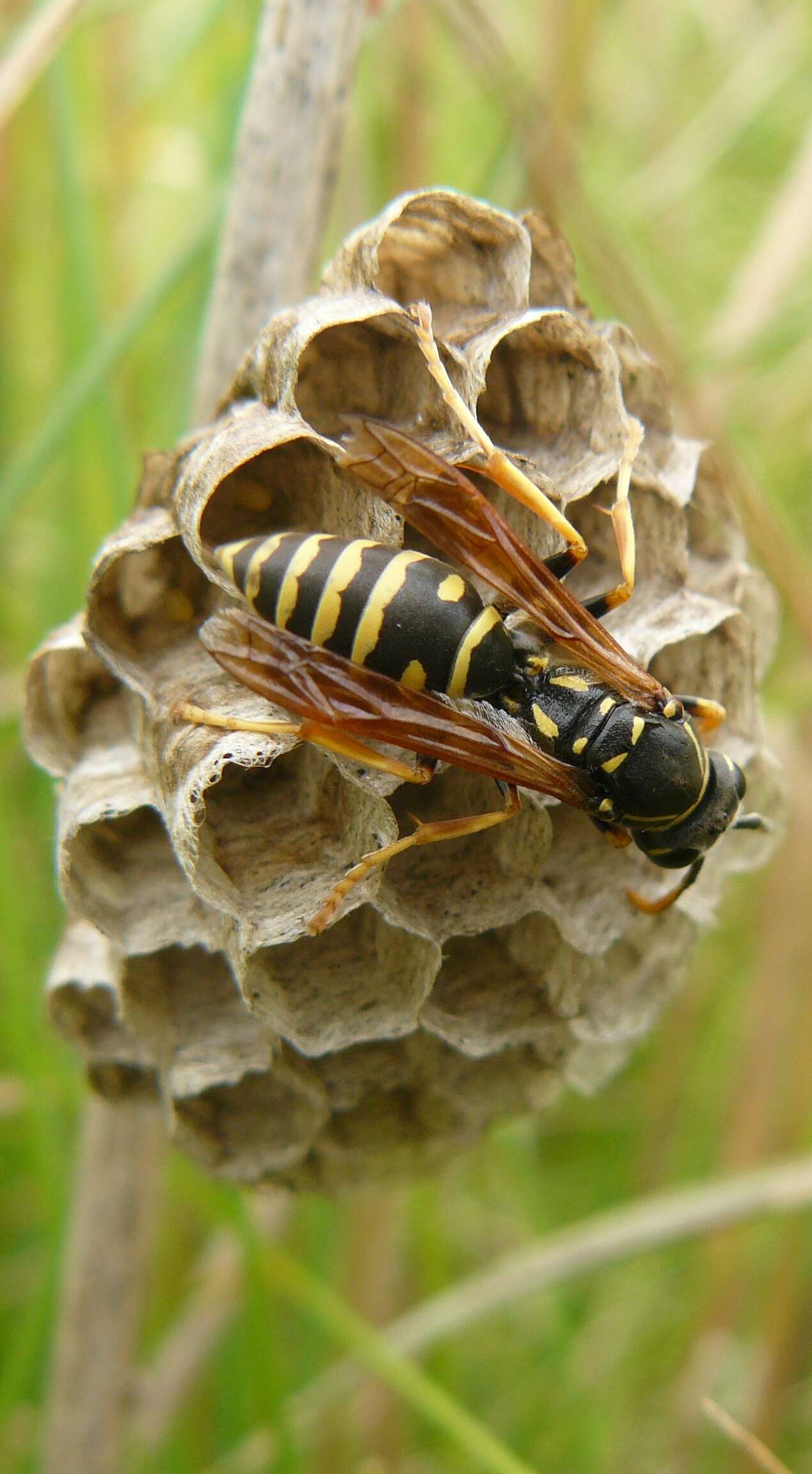 Image of Polistes biglumis (Linnaeus 1758)