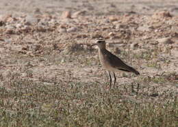 Image of Sociable Lapwing