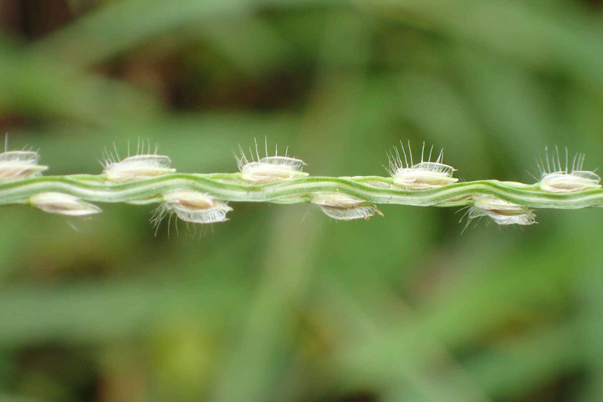 Image of Asian crabgrass