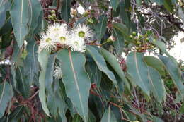 Sivun Corymbia calophylla (Lindl.) K. D. Hill & L. A. S. Johnson kuva