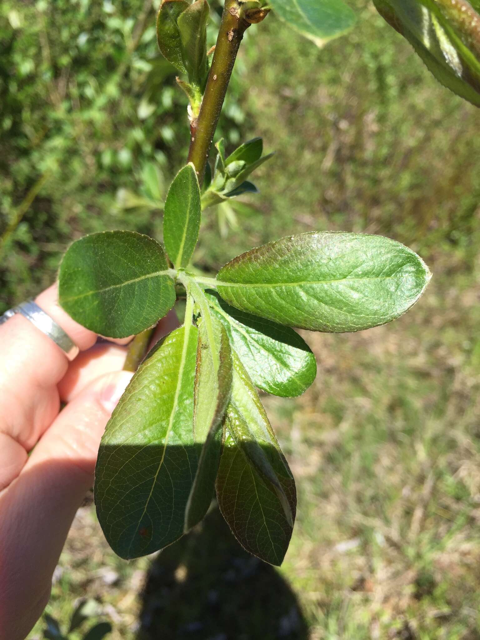 Imagem de Salix prolixa Anderss.