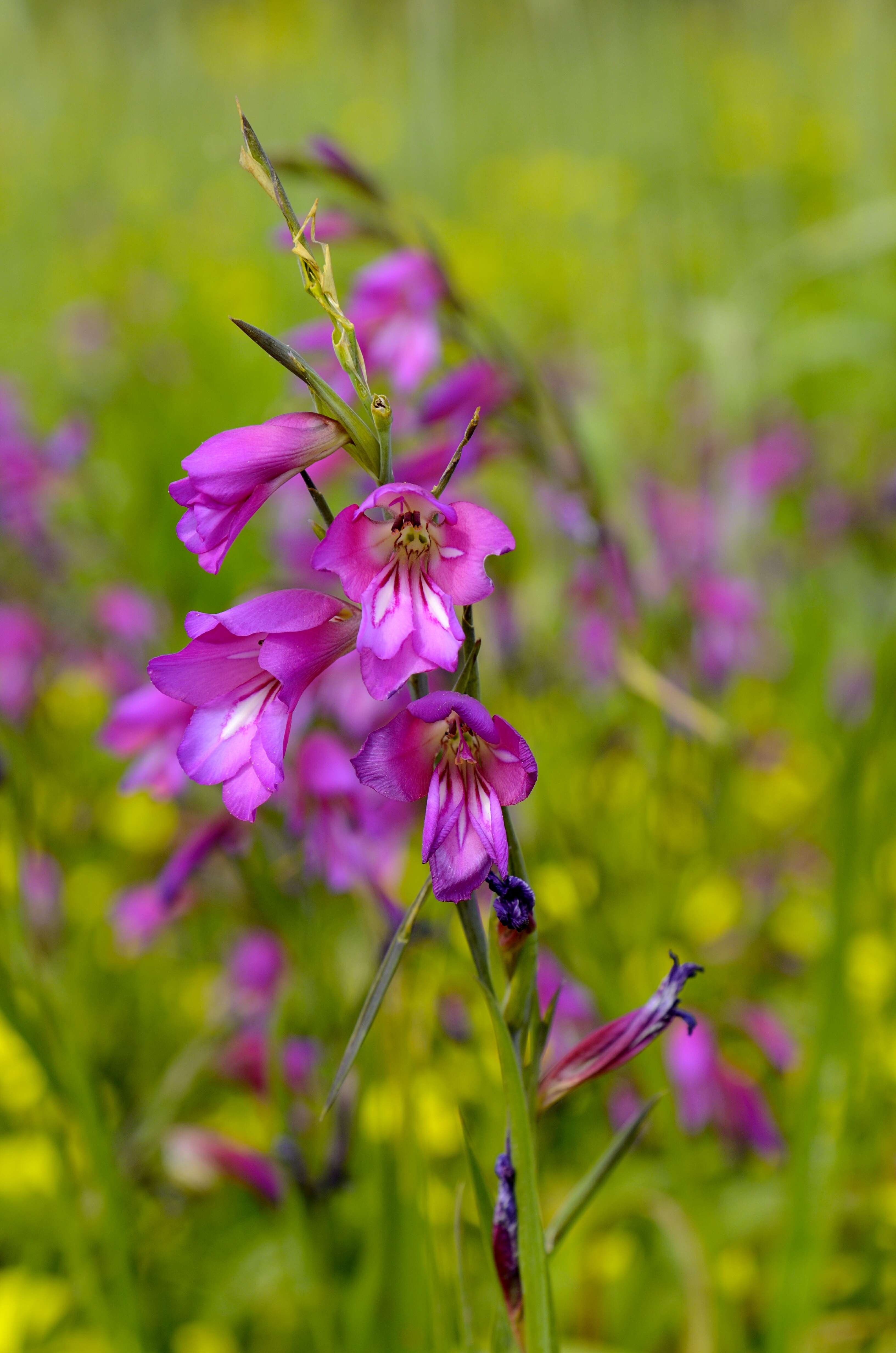 Image of Common Sword Lily