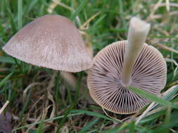 Image of Conocybe rickenii (Jul. Schäff.) Kühner 1935