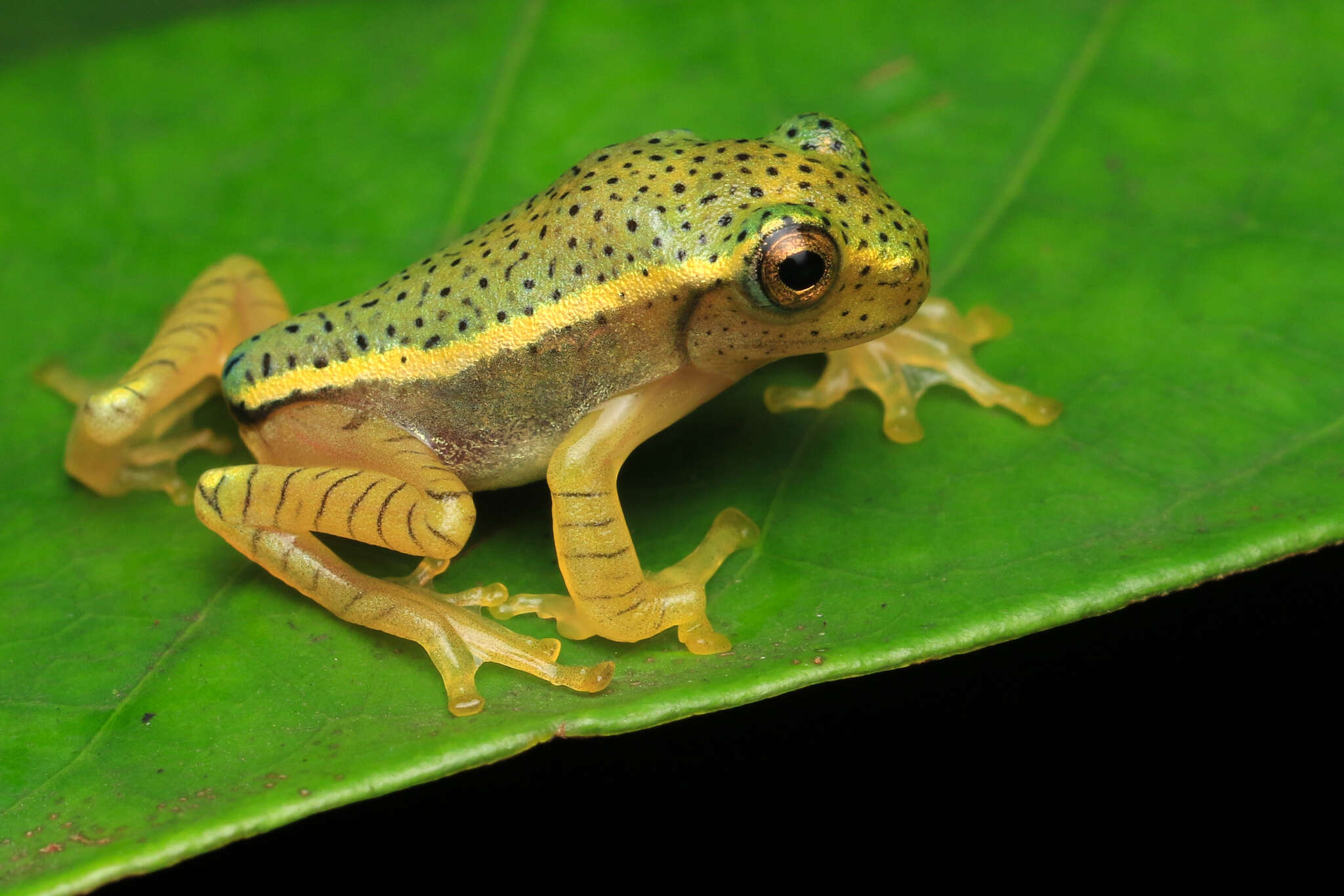 Imagem de Rhacophorus lateralis Boulenger 1883