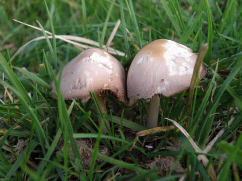 Plancia ëd Conocybe rickenii (Jul. Schäff.) Kühner 1935