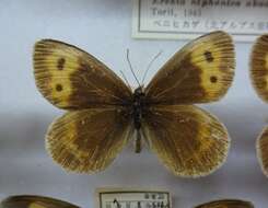 Image of Erebia niphonica Janson 1877