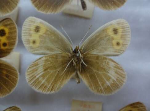 Image of Erebia niphonica Janson 1877