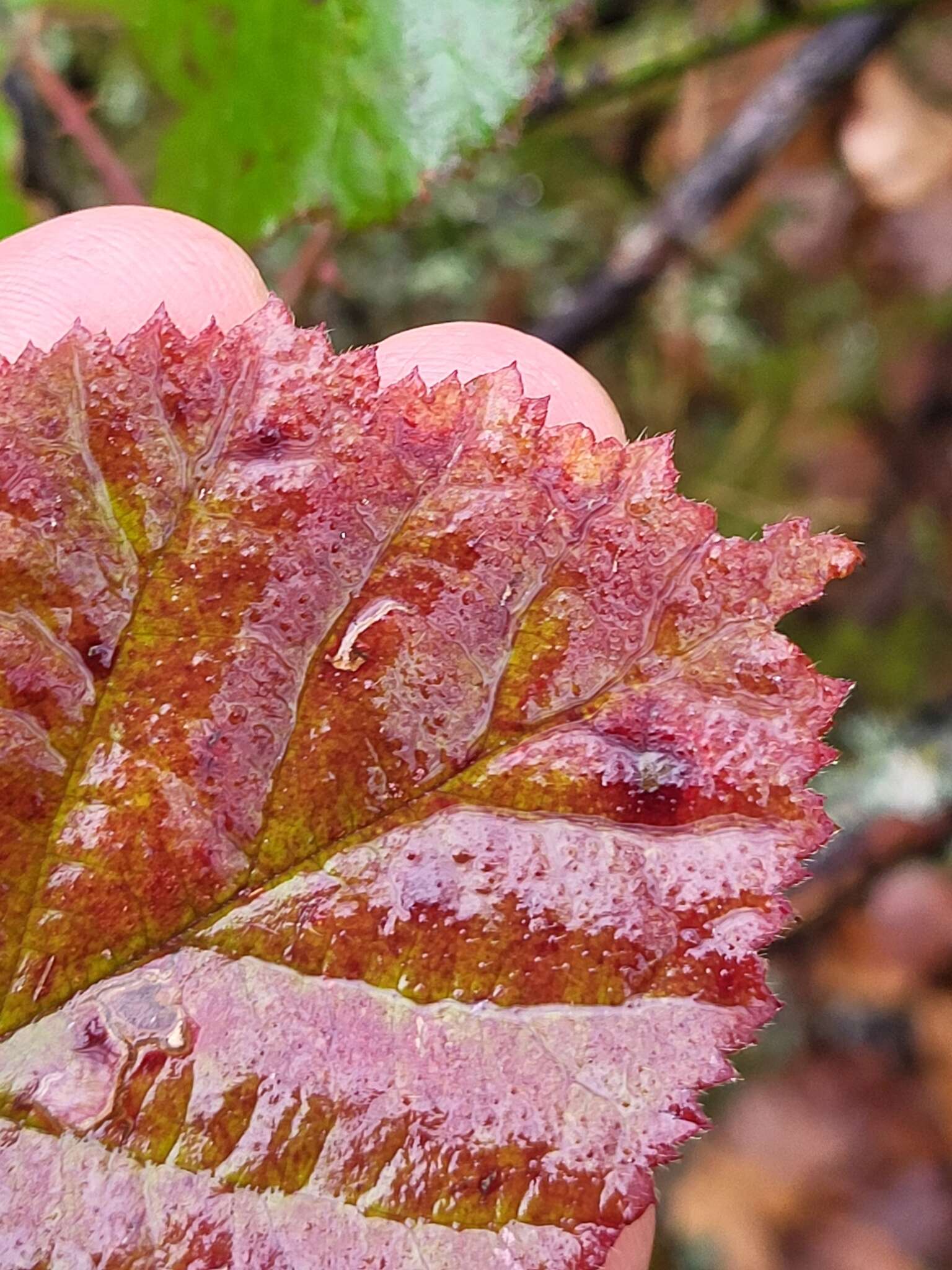 Image of Rubus lainzii H. E. Weber