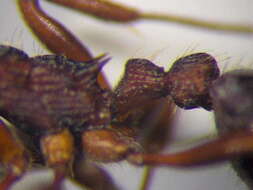 Image of Myrmica bergi Ruzsky 1902