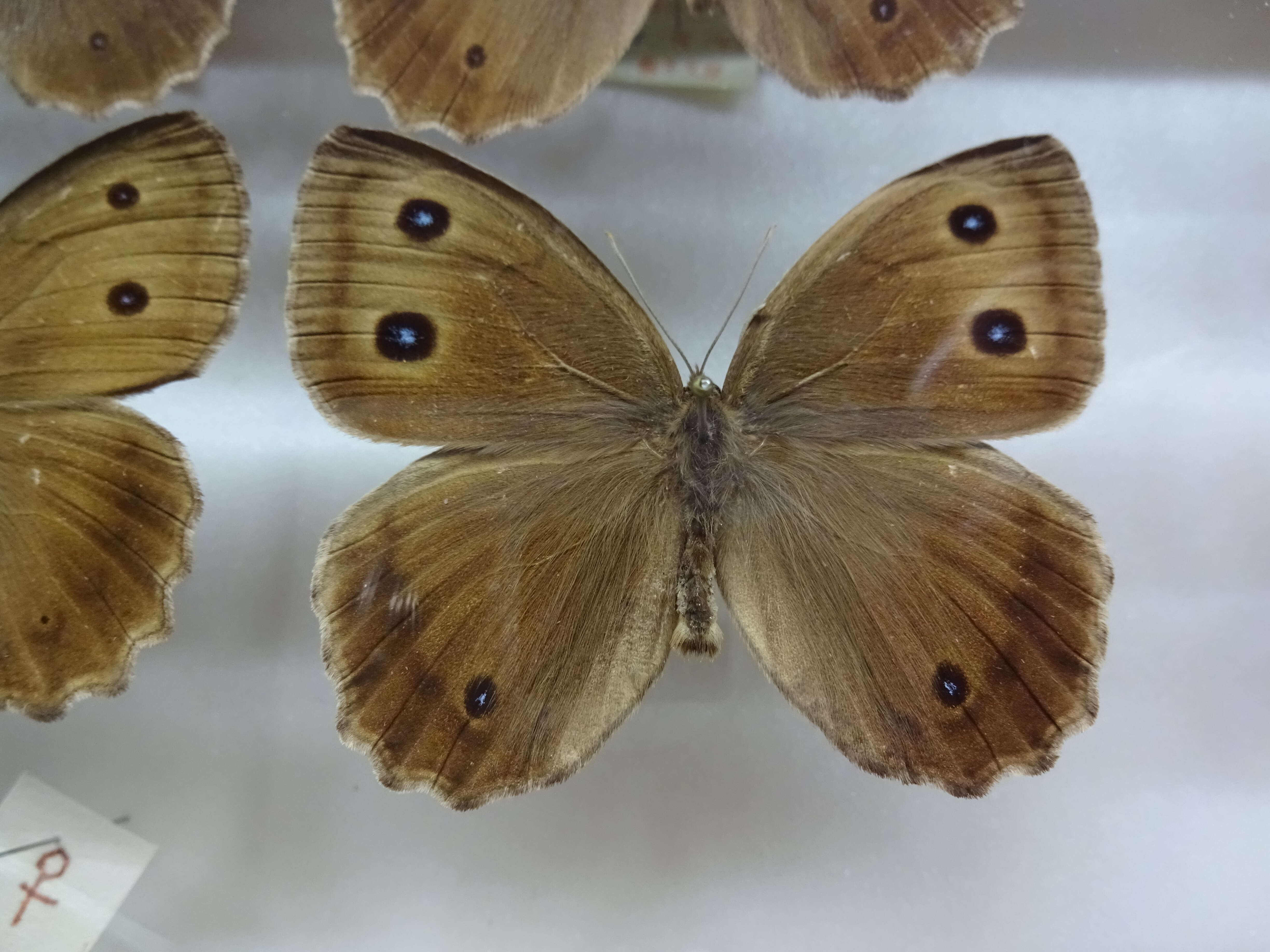 Image of Minois dryas