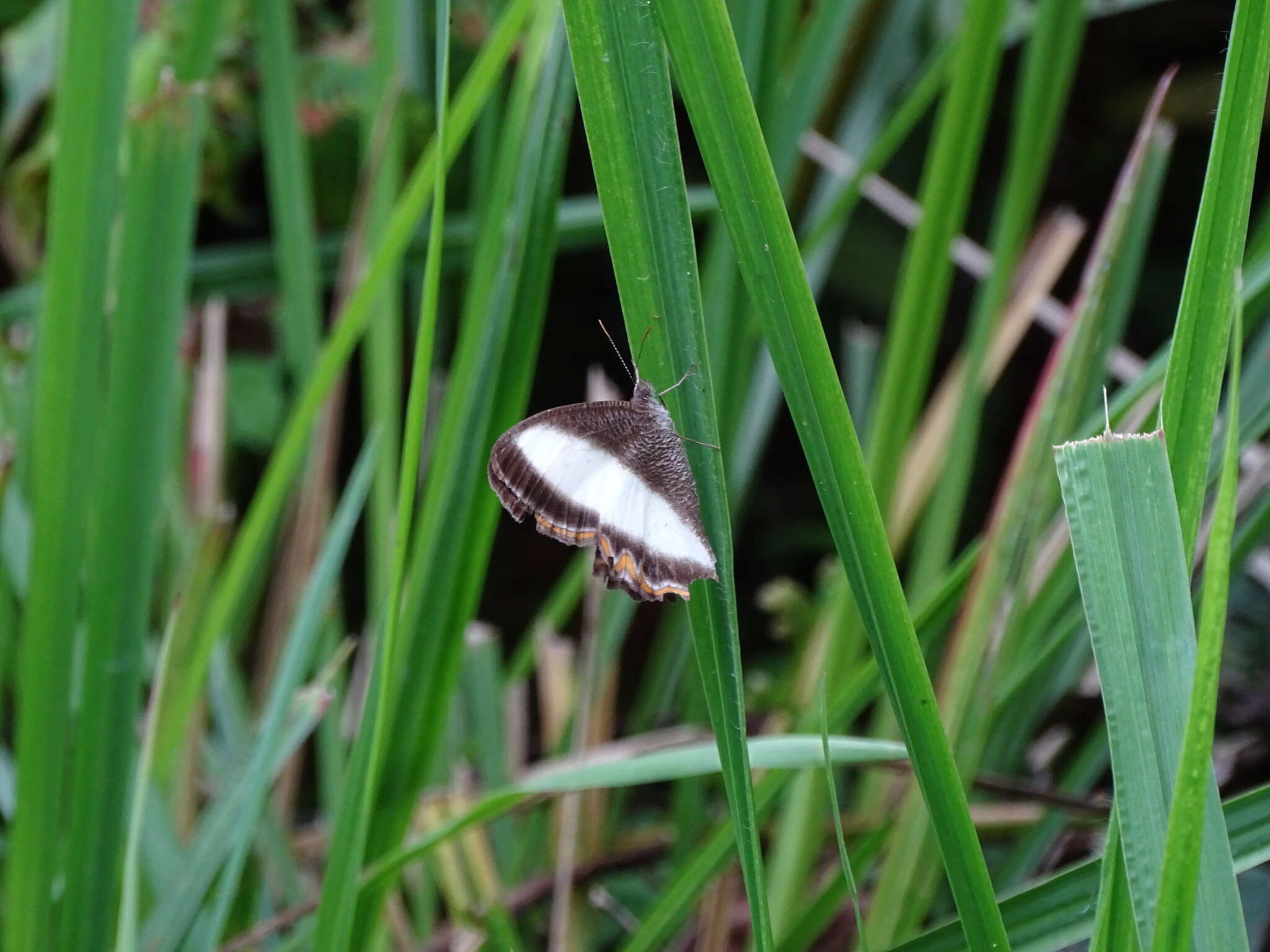 Image of Oressinoma