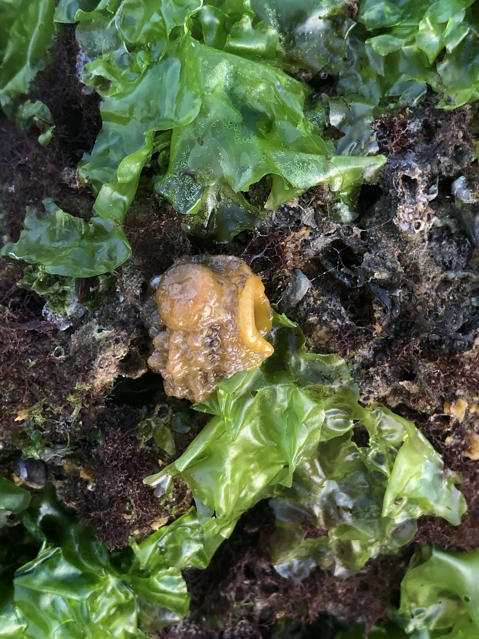 Image of Warty dorid