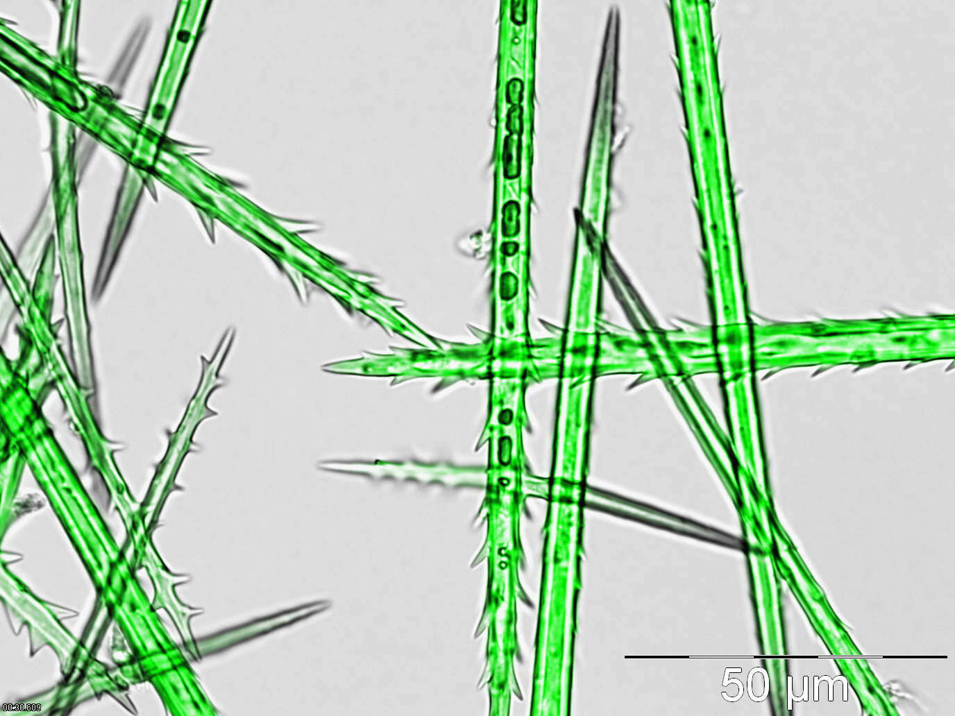 Image of beet armyworm